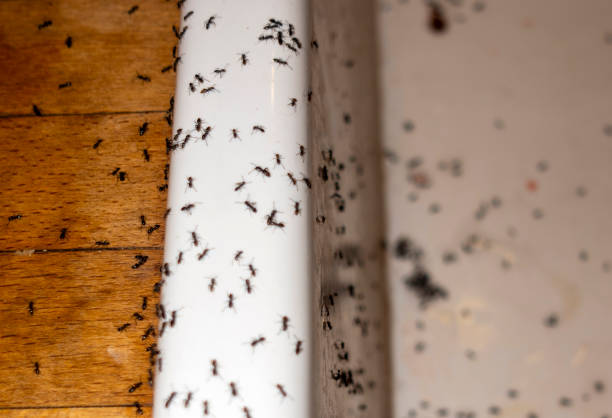 Best Residential Pest Control  in Old Hill, CT
