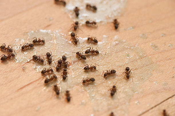 Best Best Pest Control Companies  in Old Hill, CT